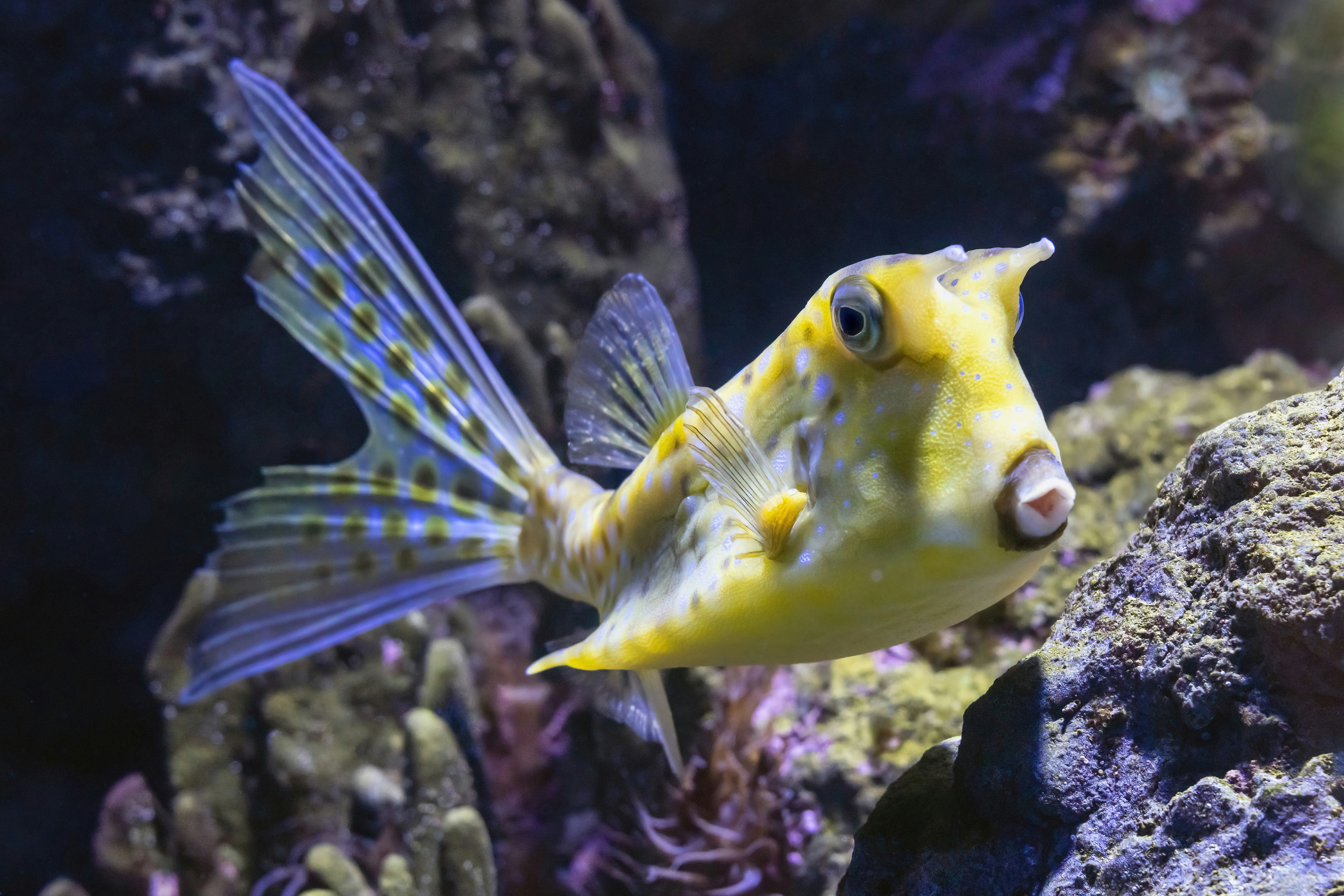 Cowfish