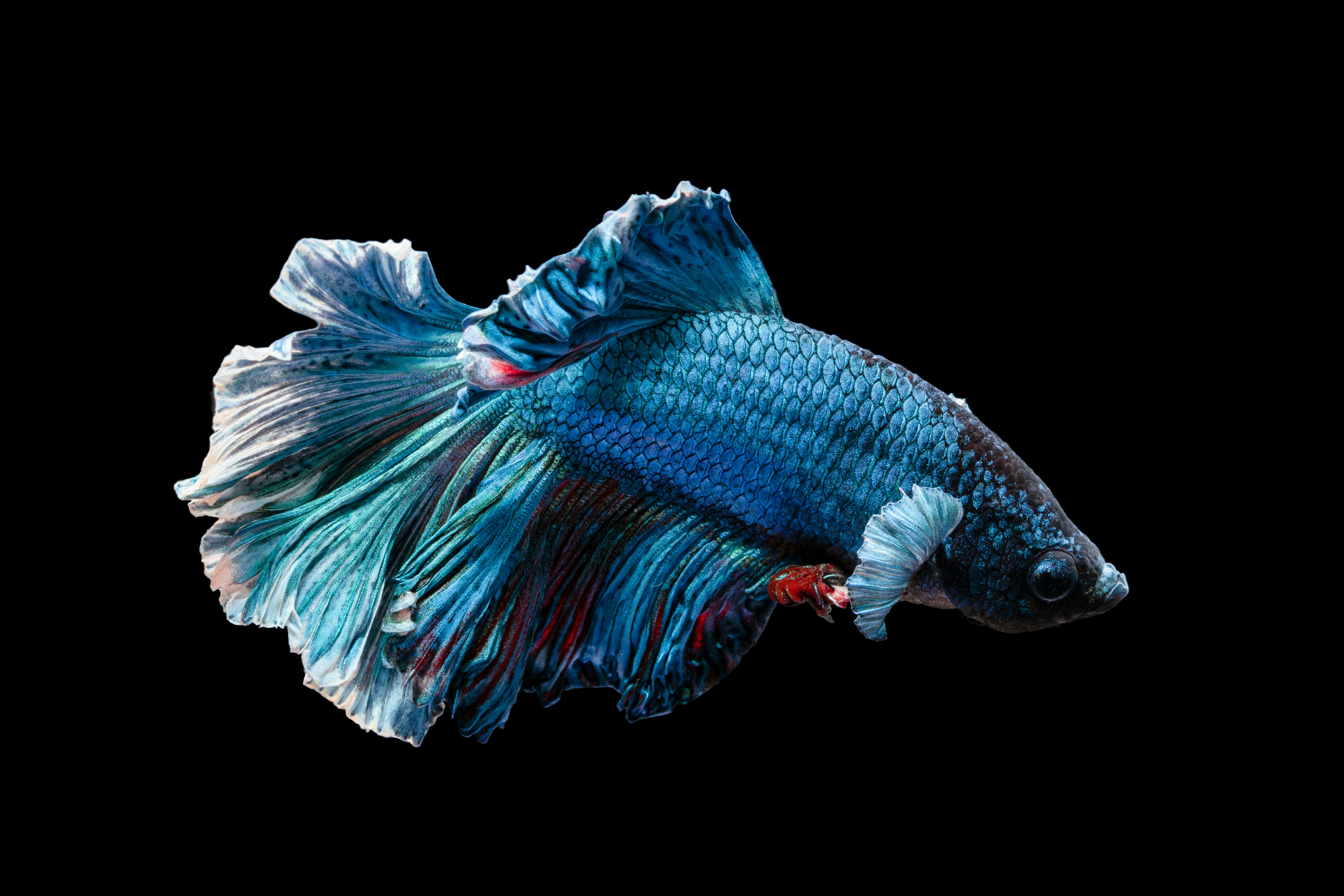 Betta fish