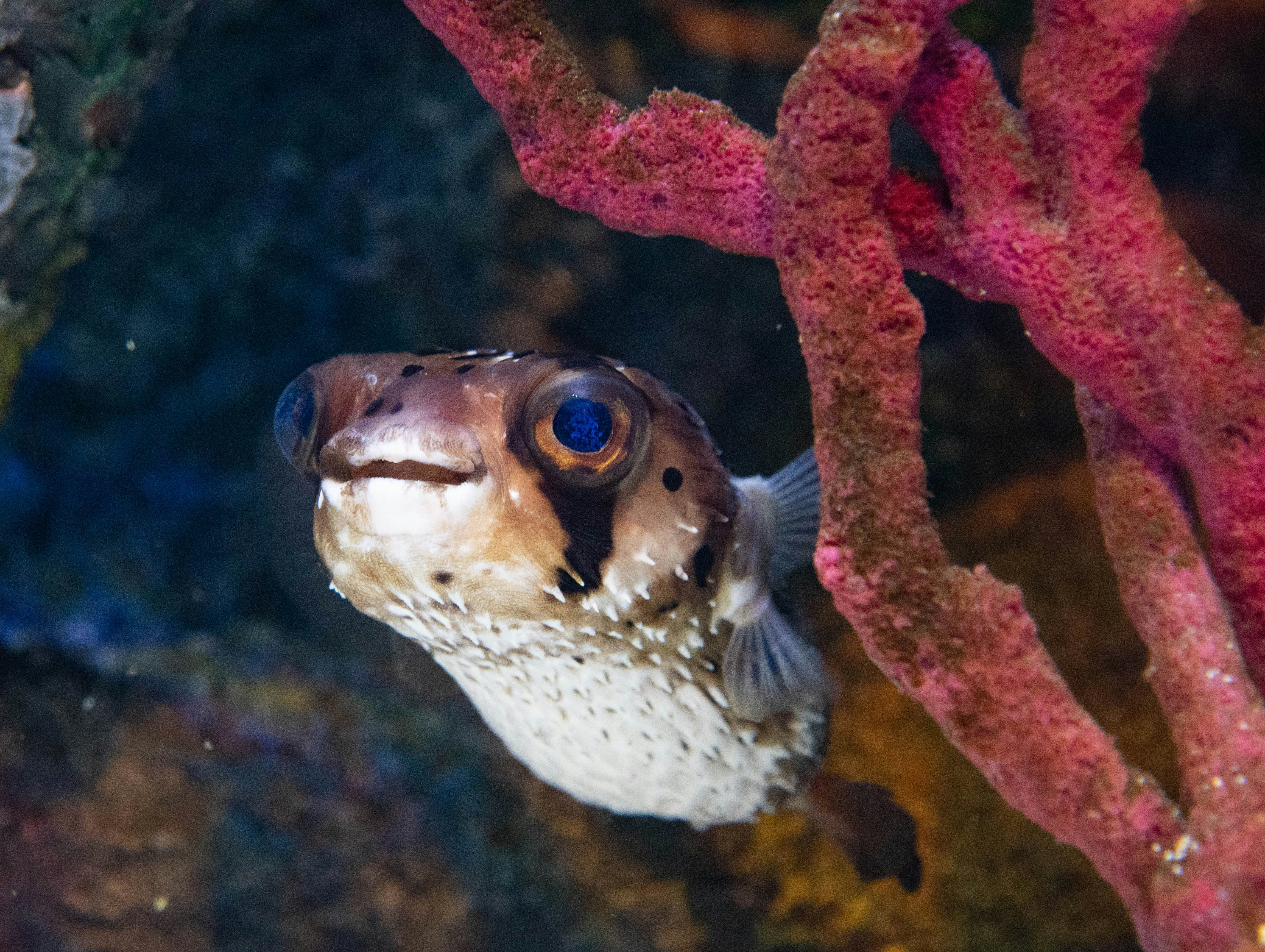 Puffer fish